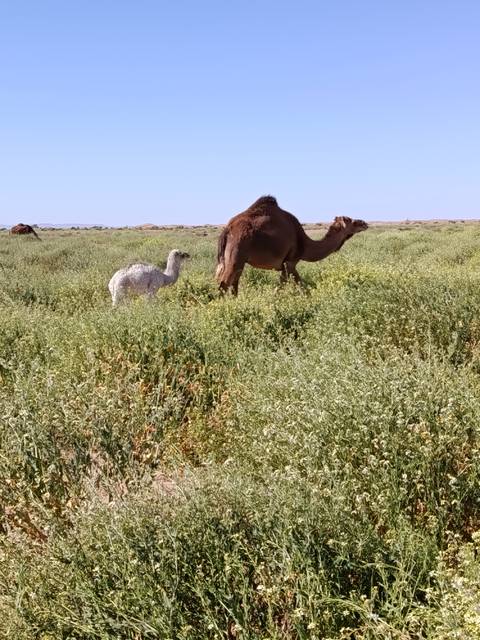 Brown camel and its white calf grazing in a lush green field near arid desert hills.