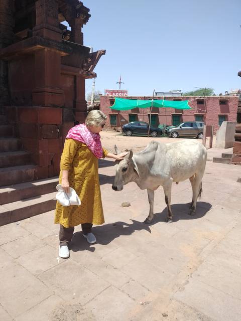 Female traveler petting a sacred cow in a dusty courtyard beside red sandstone buildings and parked cars.