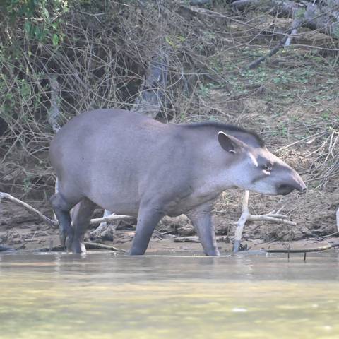 South American tapir wading in shallow water near muddy riverbank and dense bush.