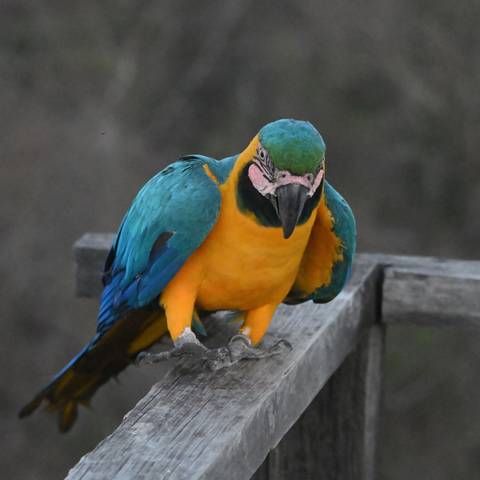Close-up of a colorful blue-and-yellow macaw perched on wooden railing.