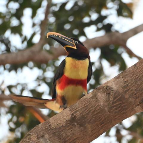 A colorful toucan-like bird with a large curved beak perched on a tree branch against a blurred leafy background.