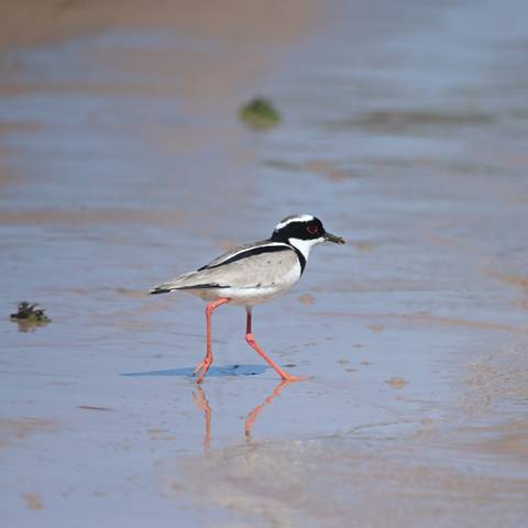 A small wading bird with black-and-white plumage and bright red legs walks along the wet sand at a water’s edge.