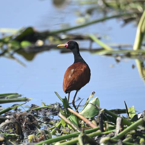 A chestnut-colored water bird with a yellow and red beak stands among floating vegetation on a calm lagoon.