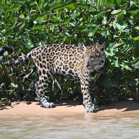 A young jaguar with striking rosette patterns walks along a sandy riverbank framed by lush green water plants.