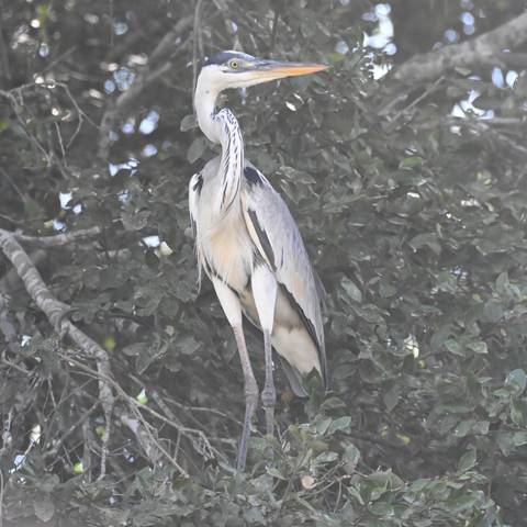 A tall heron partially hidden among dense leaves, photographed through a hazy foreground.