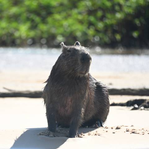 A solitary wet capybara sits on a sandy riverbank with blurred water sparkling behind.