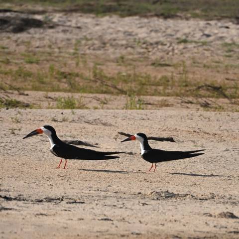 Two black skimmers with long red beaks stand on a sandy river island under bright light.