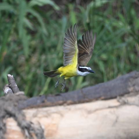 A yellow songbird caught mid-flight beside a fallen log with green grass in the background.