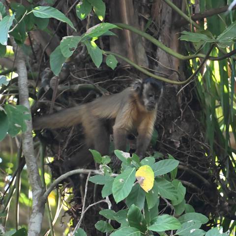 A brown capuchin monkey peers out from thick tropical foliage high in a tree.