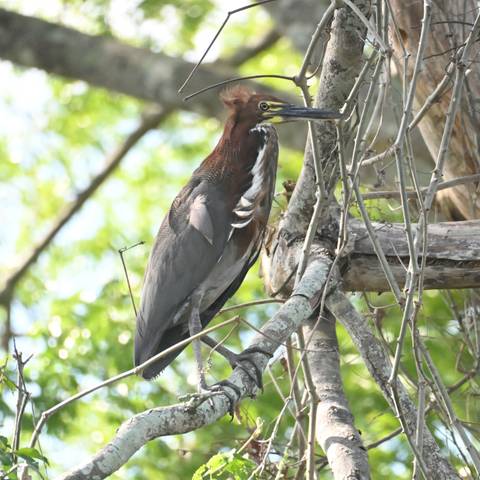 A rufous and white heron perches among tangled branches in dappled light.
