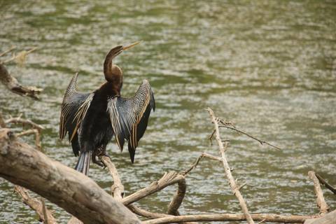 Cormorant-like bird spreads its wings while perched on a branch above a rippling river.