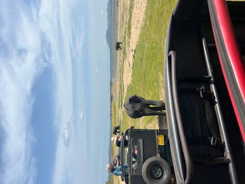 Safari jeeps observe elephants grazing on open grasslands beneath a sunny sky.