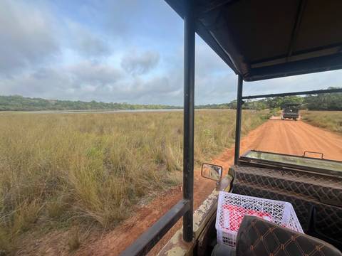 View from inside a safari jeep driving along a red dirt track beside tall grasses and distant forest.