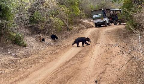 Sloth bear crossing a dirt road in front of a safari truck with passengers.