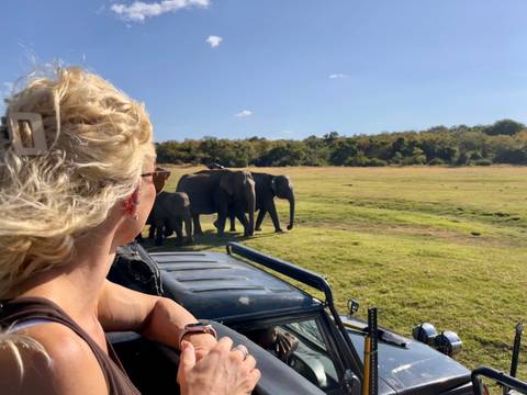 Woman on jeep safari watching a herd of wild elephants on open grassland.