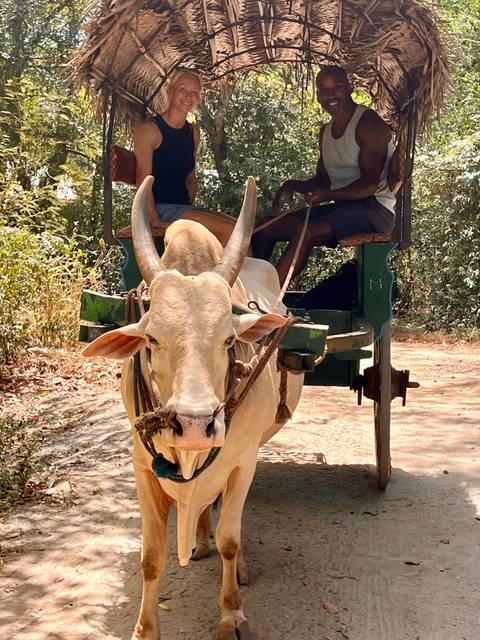 White ox pulls a traditional wooden cart carrying two passengers along a sunlit dirt path bordered by dry vegetation.