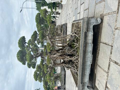 Ornate bonsai trees with twisted roots displayed in stone planters of a courtyard garden.