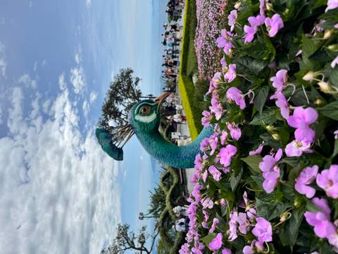 Colorful flower garden with peacock sculpture overlooking distant mountains and crowds.