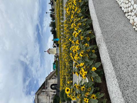 Field of bright yellow flowers with windmill-style house and tourists taking photos.
