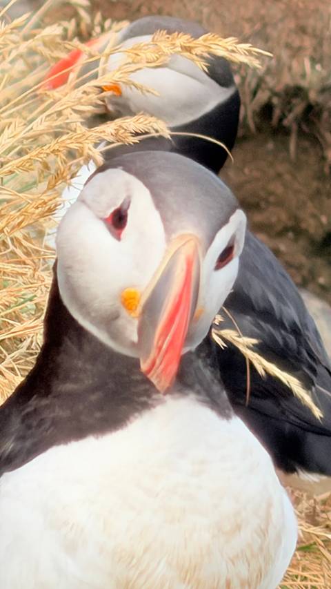 Close-up of a puffin’s face with soft focus and muted background.