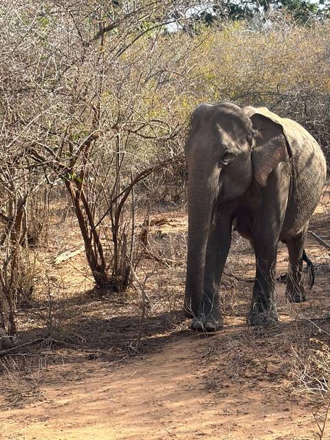 Wild elephant standing among dry bushes and trees in a wildlife reserve.