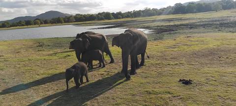 Family of elephants walking beside a waterhole on an open grassy plain under afternoon light.