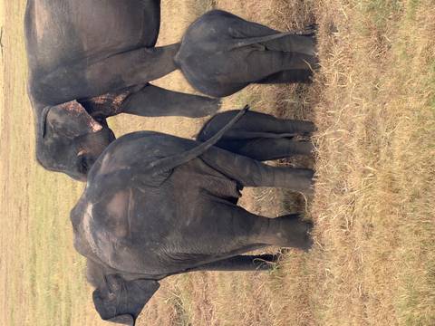 Adult Asian elephants shelter a tiny calf while standing on dry grassland.