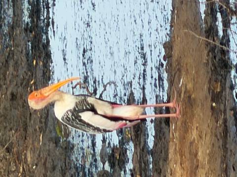 A painted stork stands at the muddy edge of a waterhole.