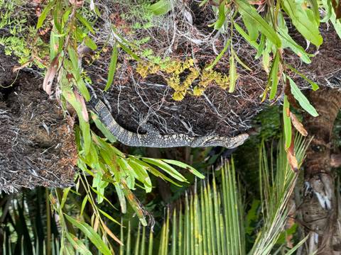 A monitor lizard rests on a mound of damp vegetation surrounded by tropical plants.