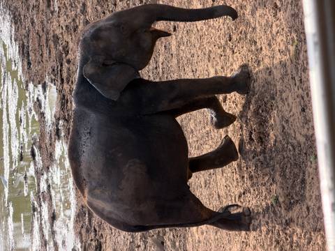 Side view of a solitary elephant walking over muddy terrain near a waterhole.