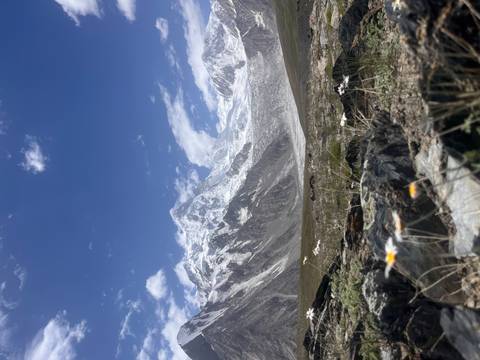 Snow-covered massif looming beyond an alpine meadow dotted with wildflowers and rocks.