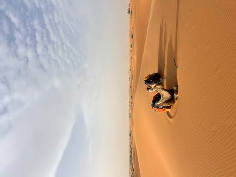A lone camel, saddled and resting in a wind-sculpted dune hollow beneath a textured sky.