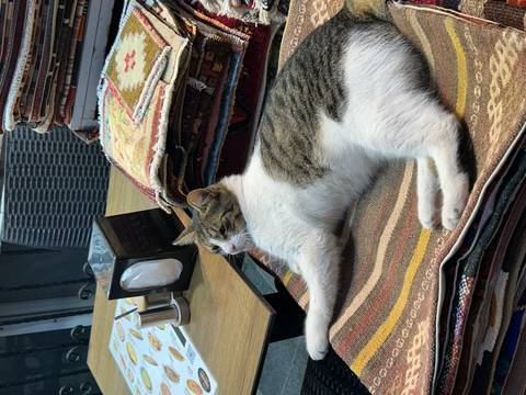 Contented cat lounges on stacked carpets at a market stall.