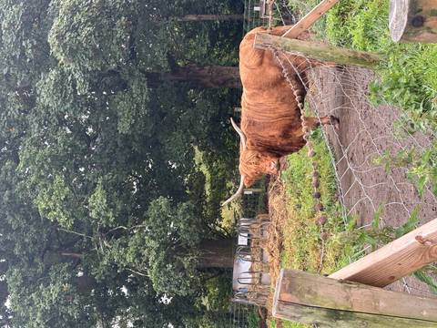 A shaggy Highland cow with impressive horns stands behind a wire fence near farm buildings.