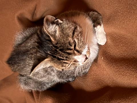 Close-up of a sleepy grey and white cat curled on a brown blanket.