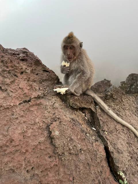 A macaque sits on volcanic rock nibbling food amid mountain mist.