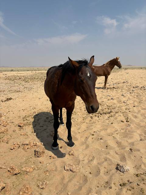 Wild desert horses standing on sandy plains under a hazy sky.