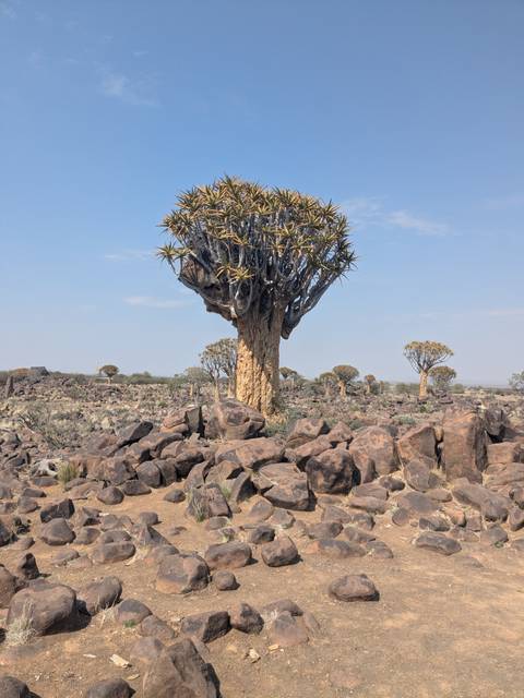 Quiver tree rises above a rocky field in the Namibian desert under a pale blue sky.