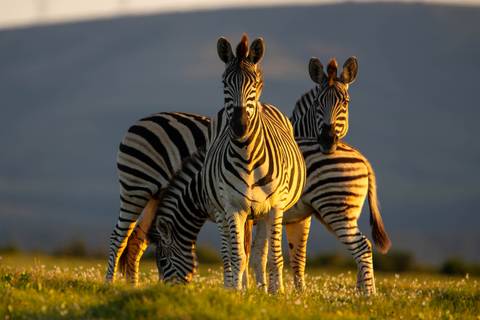 Three zebras in golden light stand alert in a grassy field with dark hills behind.