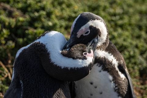 Close embrace of two African penguins showing affectionate behaviour on a rocky beach.