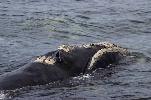 Right whale surfaces showing callosities and water ripples in a coastal bay.