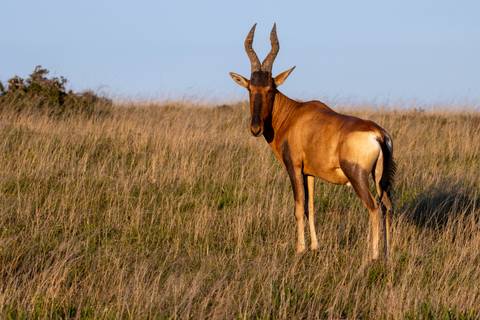 Red hartebeest stands alert in tall golden grass under clear evening light.