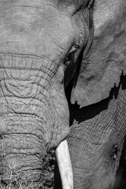 Monochrome detail of an elephant's wrinkled skin with strong shadow contrast.