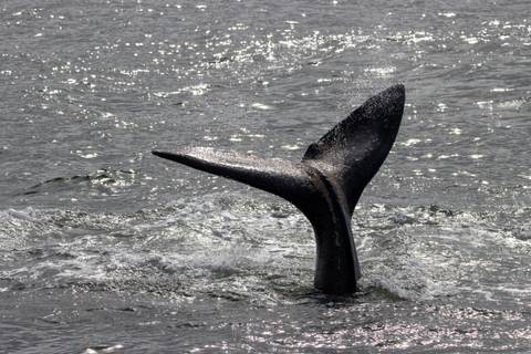 Whale tail splashes as it dives beneath shimmering sea water.