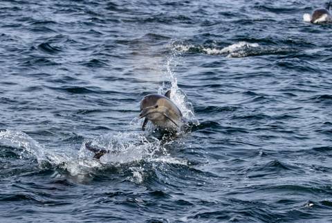Dolphin leaps amid splashing waves in deep blue sea.