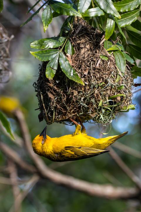 Bright yellow weaver bird hanging beneath its intricately woven nest in green foliage.