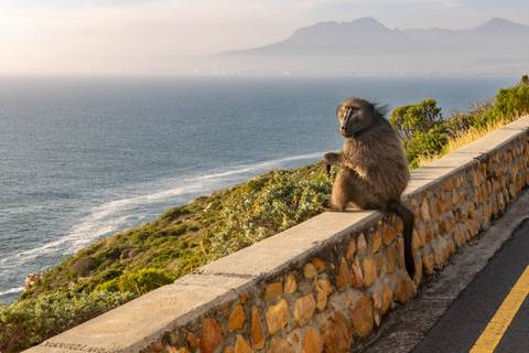 A baboon sits casually on a stone wall overlooking dramatic coastline and distant mountains.
