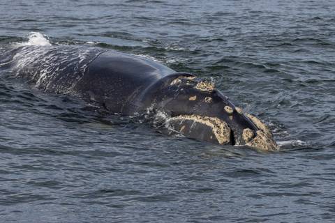 A large whale glides partly submerged in choppy seawater, barnacles visible on its head.