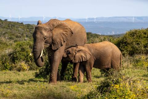 Mother elephant and calf graze in green bushveld with distant wind turbines on the ridge.