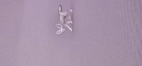 Blurry shot of a small fennec fox trotting across rippled desert sand.